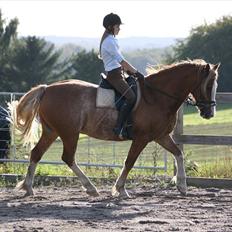 Welsh Cob (sec D) Thibaud |Stjernen| 