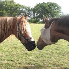 Welsh Cob (sec D) Thibaud |Stjernen| 