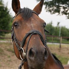 Tysk Sportspony Arking Jump