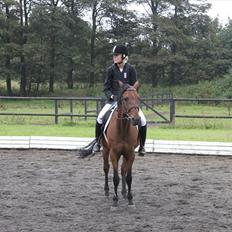 Tysk Sportspony Arking Jump