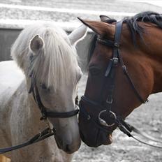 Tysk Sportspony Arking Jump