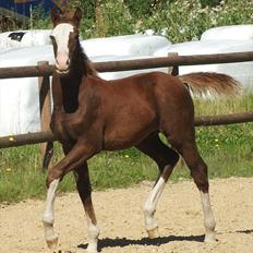 Anden særlig race Ronaldo