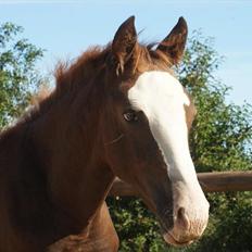 Anden særlig race Ronaldo