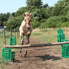 Anden særlig race Sexy Lover