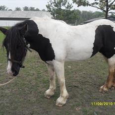 Irish Cob WW rosie