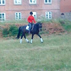 New Forest Sulaatik´s Benji SOLGT