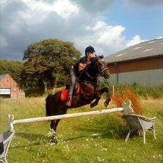 New Forest Sulaatik´s Benji SOLGT