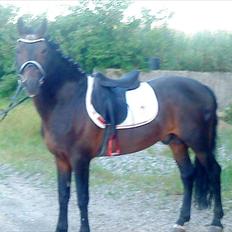 New Forest Sulaatik´s Benji SOLGT