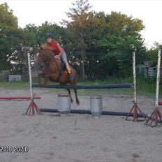 Hollandsk Sportspony Sandy 