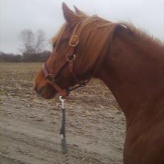 Hollandsk Sportspony Sandy 