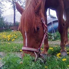 Hollandsk Sportspony Sandy 