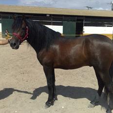 Pura Raza Española Delicado