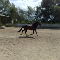 Pura Raza Española Delicado