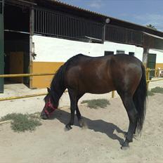 Pura Raza Española Delicado