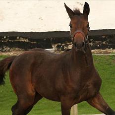 Dansk Varmblod Rosiana-Dea