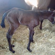 Dansk Varmblod Rosiana-Dea