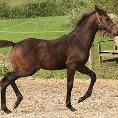 Dansk Varmblod Rosiana-Dea