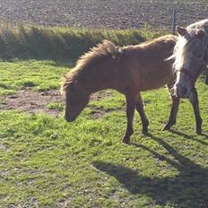 Anden særlig race fiona thybo