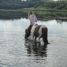 Shetlænder Logan. ~ En tid, et savn. 