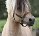 Fjordhest Leico Skellerød *Hingst*