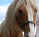 Haflinger Adonis