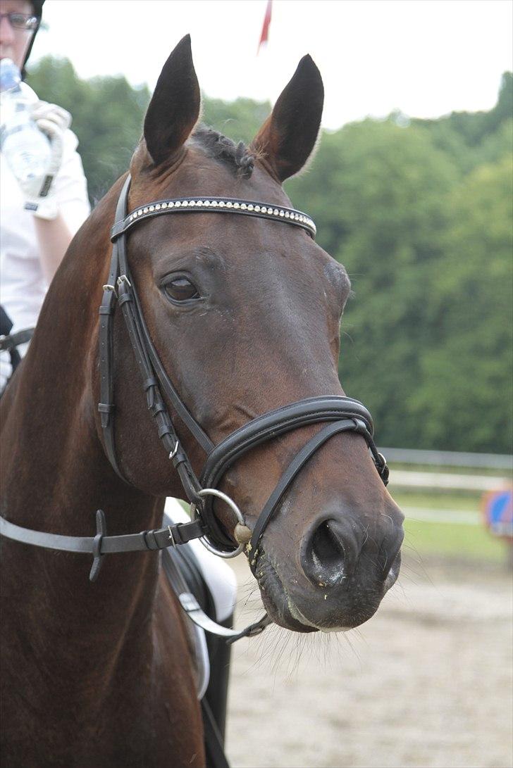 Dansk Varmblod Cottier Stengaard billede 1