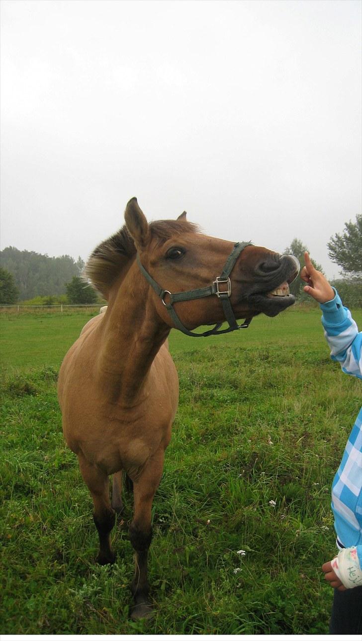 Anden særlig race | Alfons Åberg<3 *Part* - 11) Lære ham at flæme på komando, September 2010. Foto: Rikke D. Sørensen billede 11