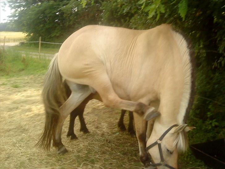Fjordhest klodshans - Ja sådan ser det altså ud når det klør? :D billede 16