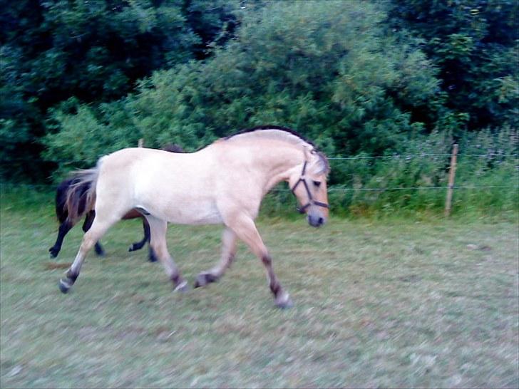 Fjordhest klodshans billede 17