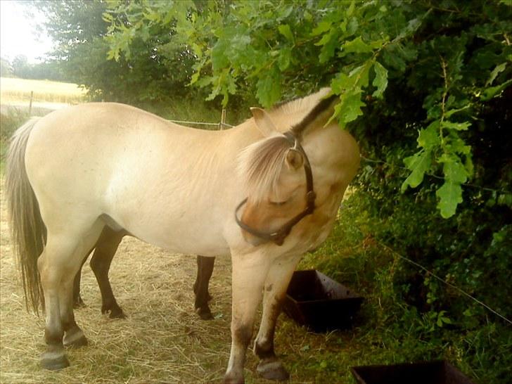 Fjordhest klodshans billede 18