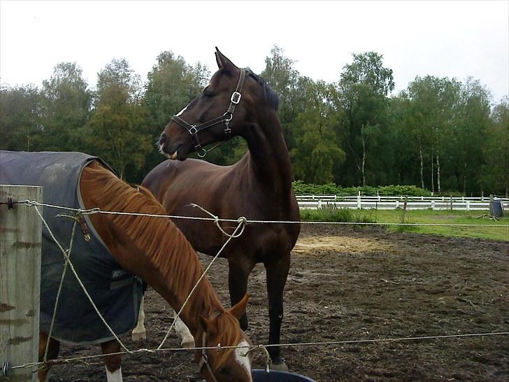 Dansk Varmblod Alingus billede 11