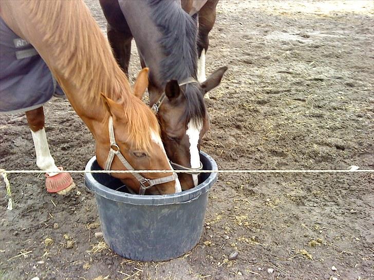 Dansk Varmblod Alingus billede 12