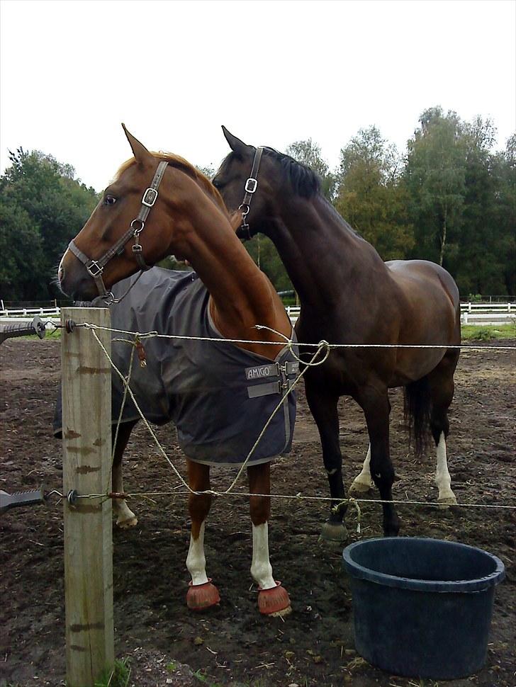 Dansk Varmblod Alingus billede 13