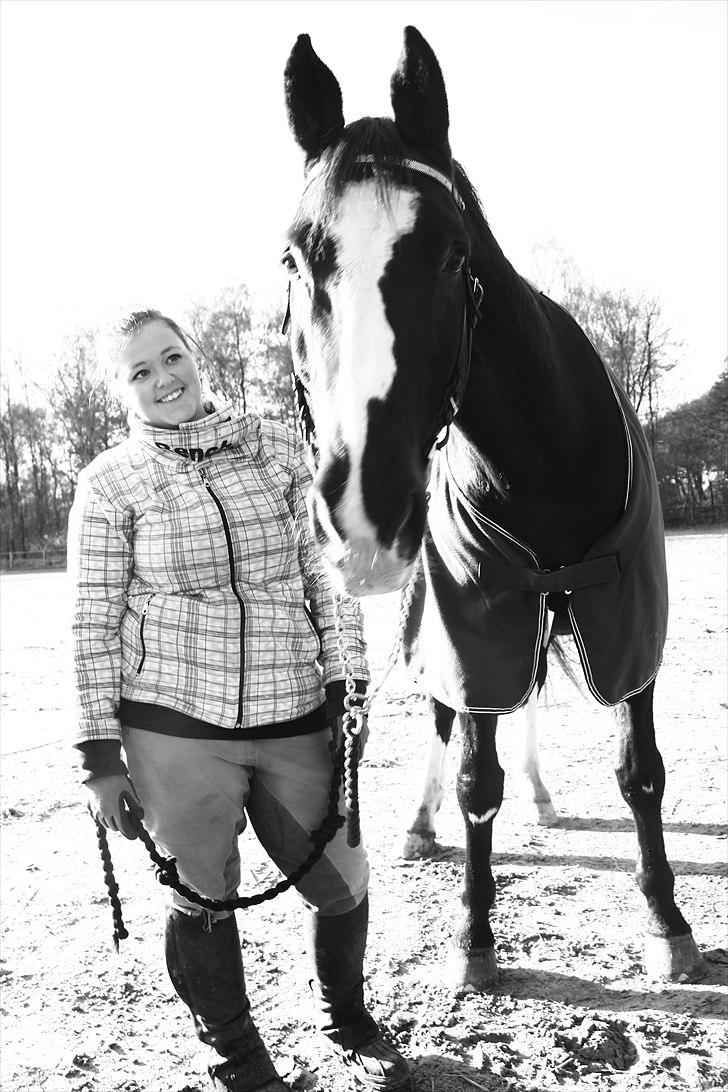 Dansk Varmblod Alingus - © Sara Bach Henriksen billede 14