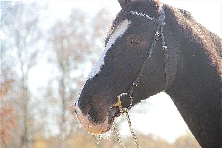Dansk Varmblod Alingus - © Sara Bach Henriksen billede 15