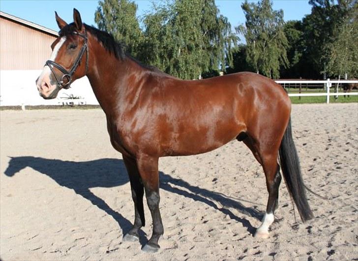 Anden særlig race Pedro El Valentino billede 1