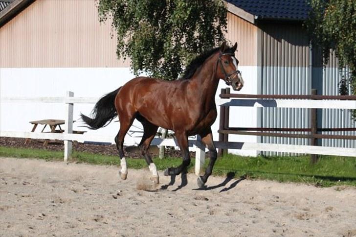 Anden særlig race Pedro El Valentino billede 2