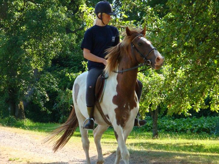 Pinto Kazella Nyberg billede 15