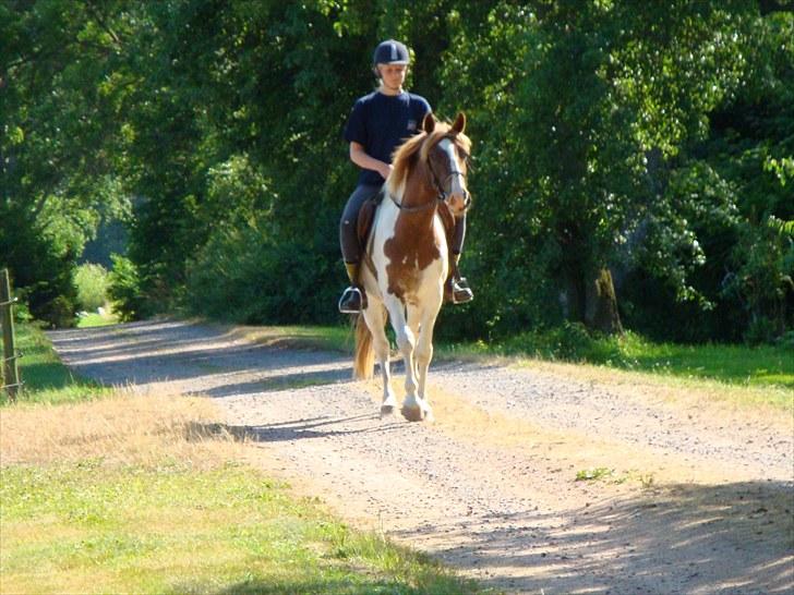Pinto Kazella Nyberg billede 16