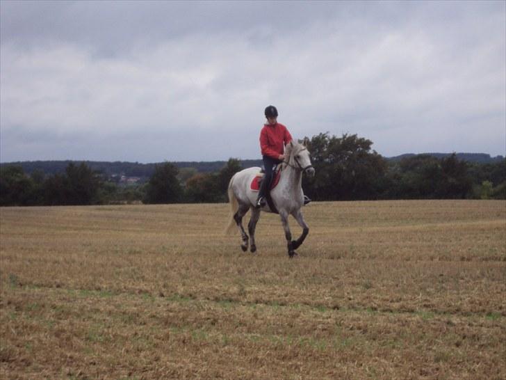 Irsk Sportspony IRISH JOKER - Da jeg lige havde fået min stjerne<3 billede 4