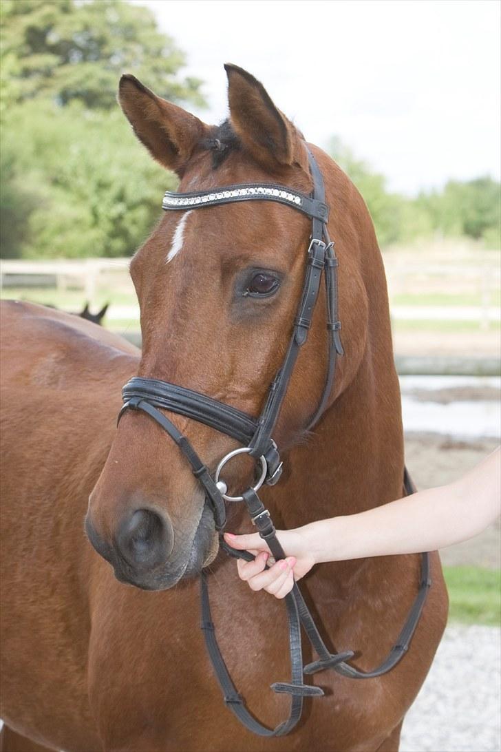 Hollandsk Sportspony Star Appeal - Smukke, smukke pony, tænk at du er blevet min! (STOLT) billede 2