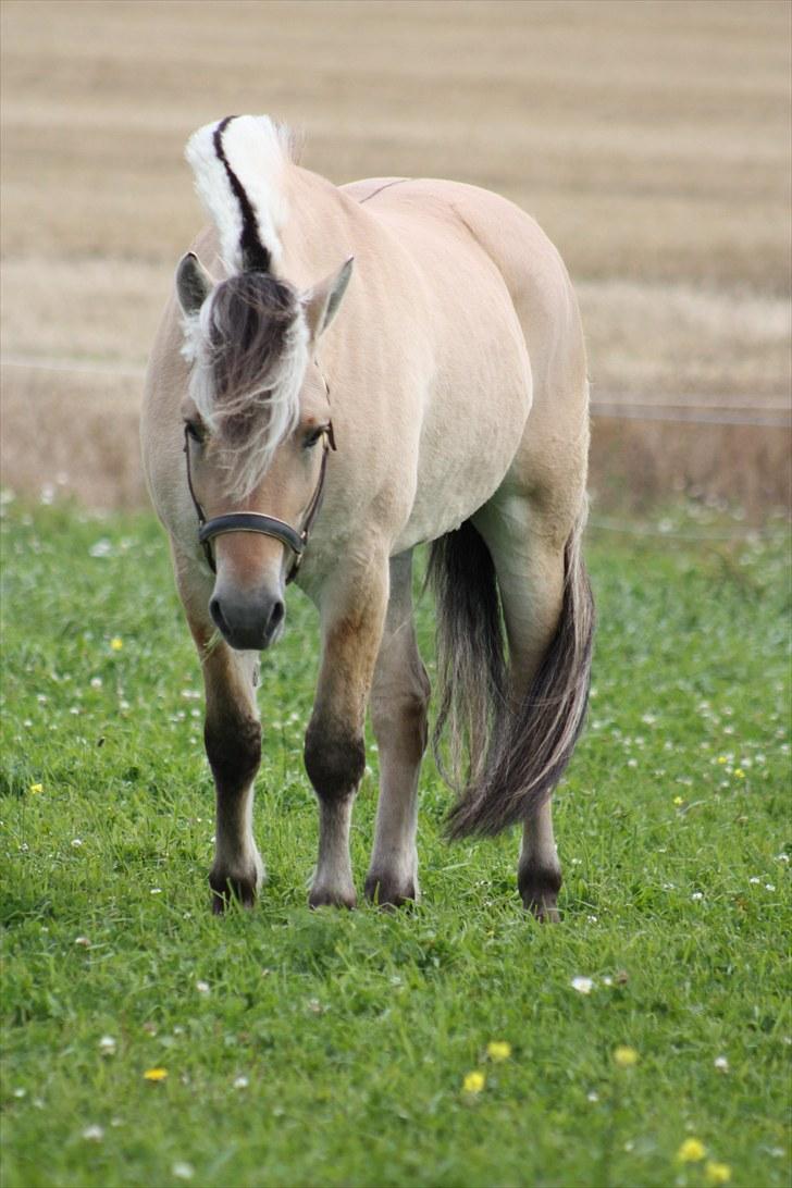 Fjordhest Leico Skellerød *Hingst* billede 4