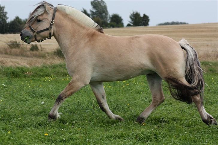 Fjordhest Leico Skellerød *Hingst* billede 5