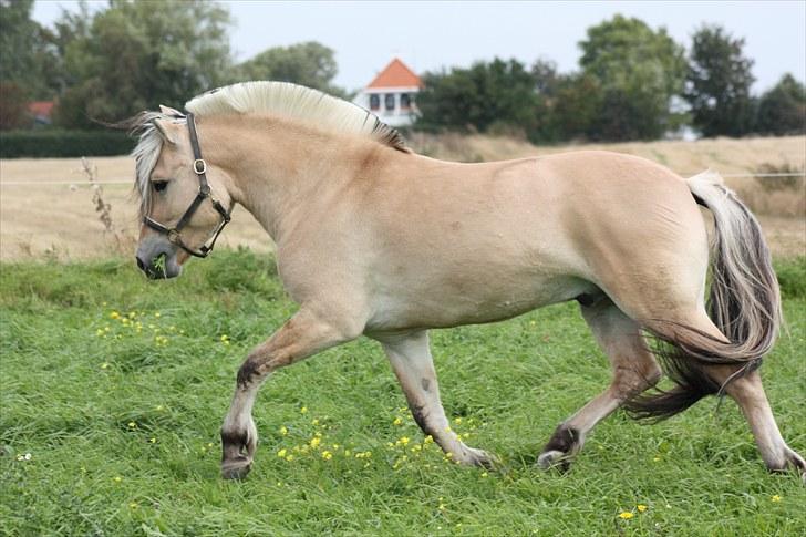 Fjordhest Leico Skellerød *Hingst* billede 6