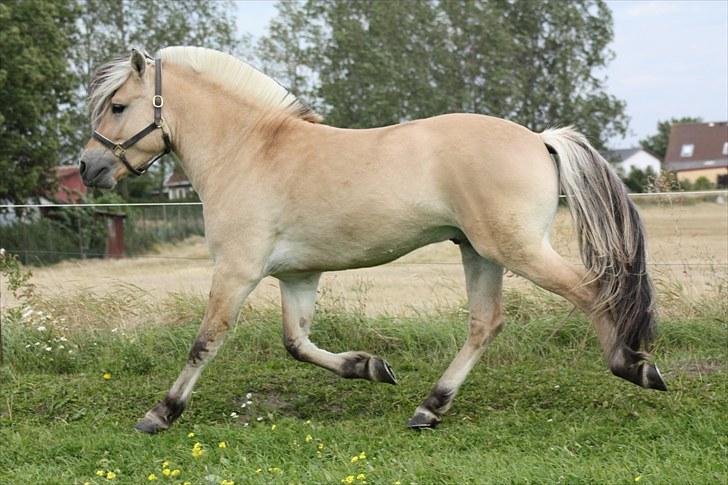 Fjordhest Leico Skellerød *Hingst* billede 7