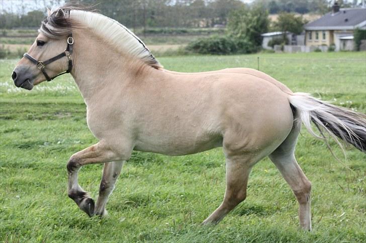 Fjordhest Leico Skellerød *Hingst* billede 8