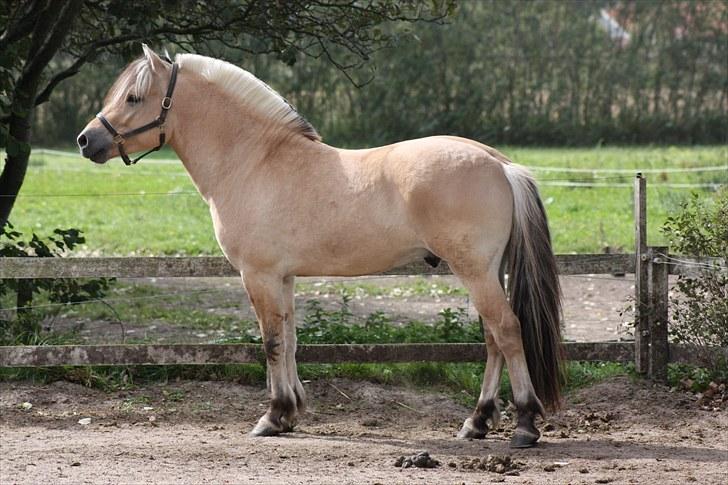 Fjordhest Leico Skellerød *Hingst* billede 9