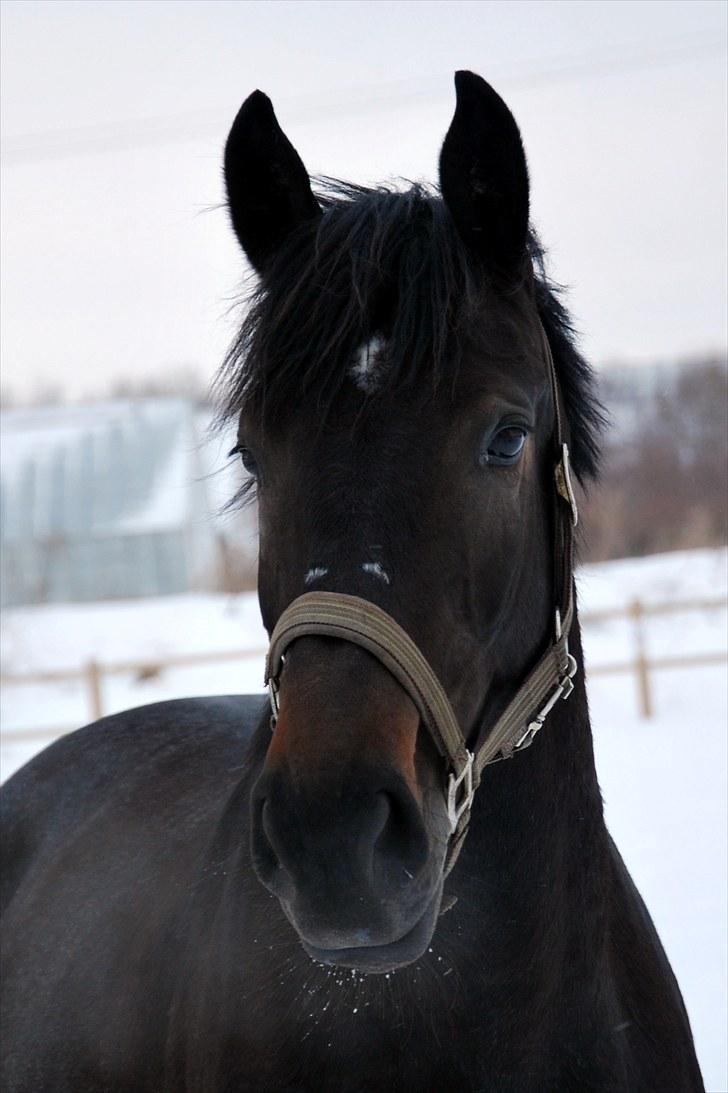 Dansk Varmblod China - Min dejlige hoppe "Ding" billede 1