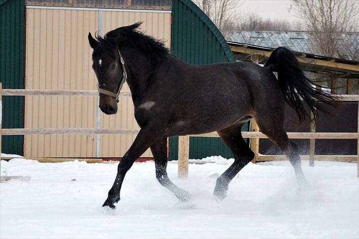Dansk Varmblod China - Fra i vinters hvor hun fik lov at drøne lidt rundt i sneen billede 2