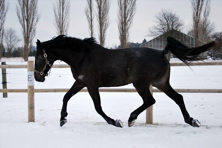 Dansk Varmblod China - Pletten på skulderen er fra et dækken der sled hende billede 3